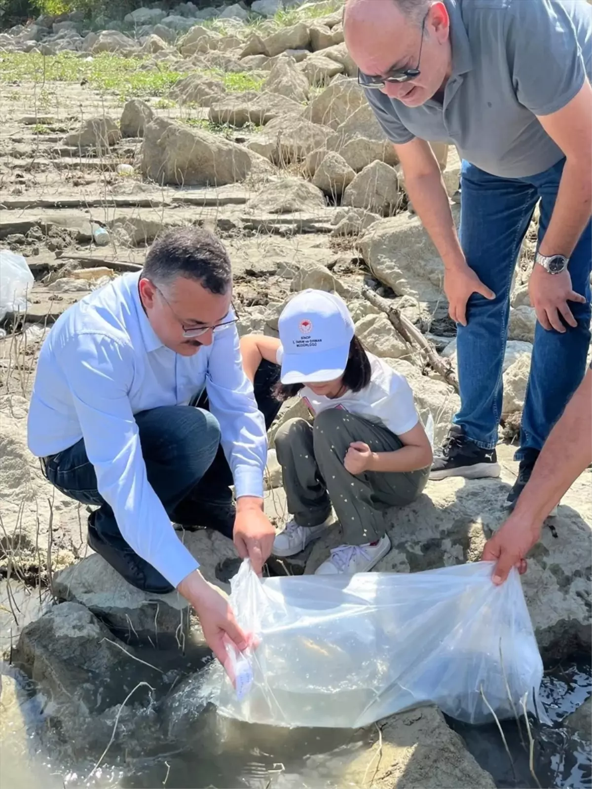 Boyabat'ta 158 Bin Yavru Sazan Balığı Salındı