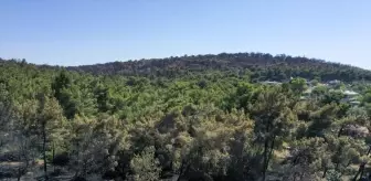 İzmir Buca'da Yangın Kontrol Altına Alındı