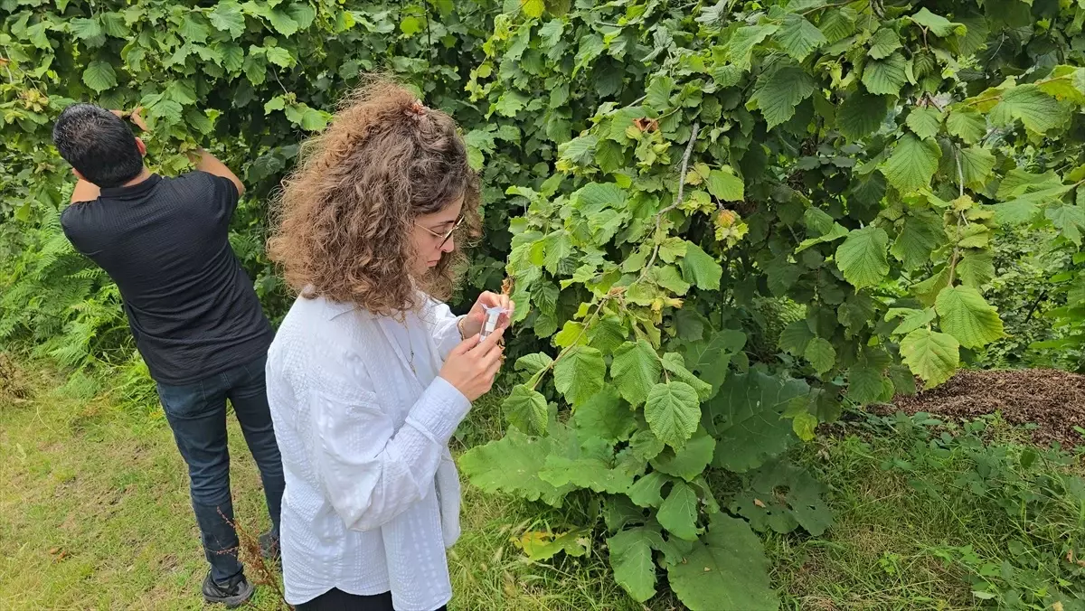 Giresun'da Kahverengi Kokarca ile Mücadele İçin 4 Bin Samuray Arısı Salındı