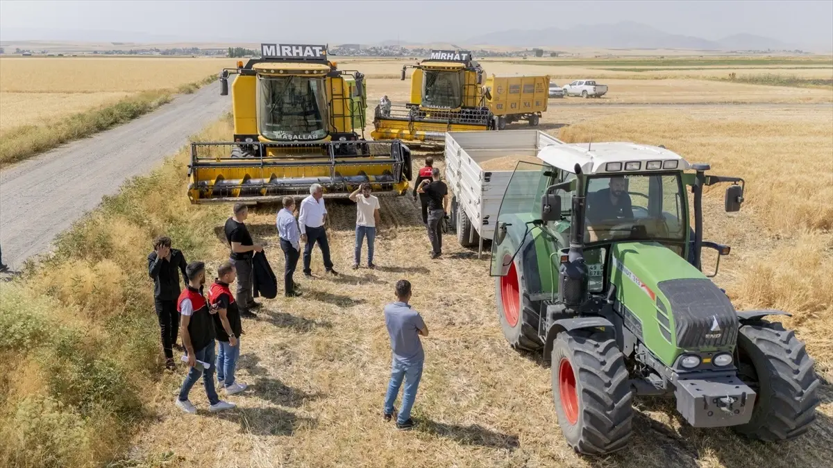 Kaymakam Koşansu, Buğday Hasadına Katıldı