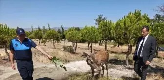 Eşeler Dağı'ndan Salda Gölü'ne Geyik Ziyareti