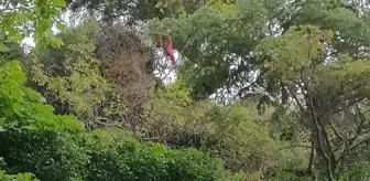 Burdur'da Kayalıklardan Düşen Kadın Hayatını Kaybetti