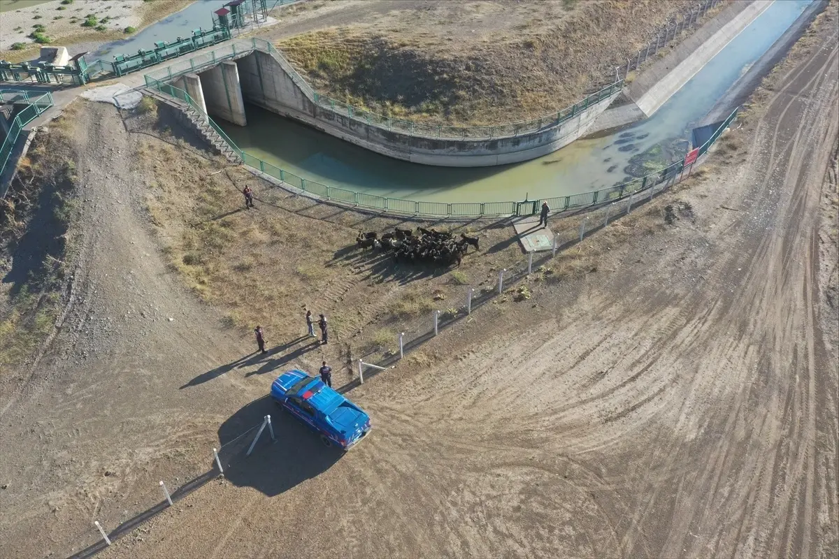 Kaybolan 41 Keçi Drone ile Bulundu