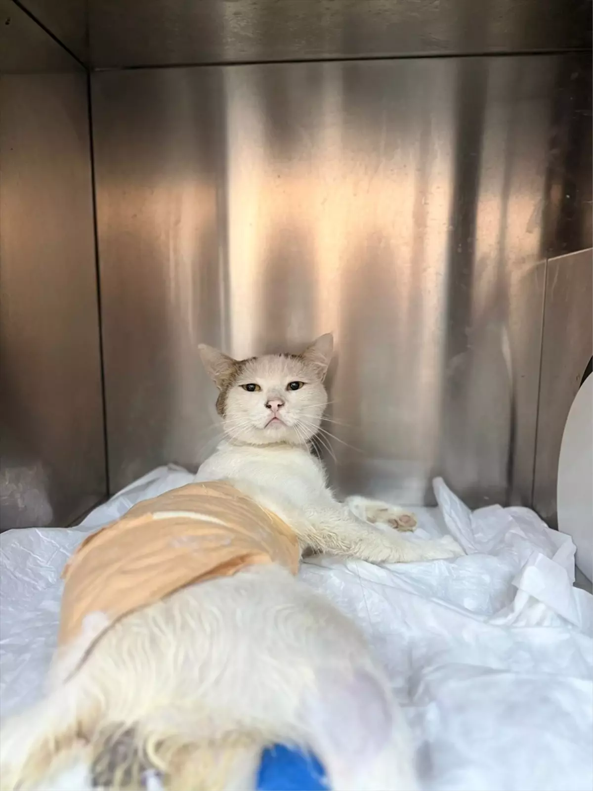 Burdur'da Havalı Tüfekle Vurulan Kedi Ameliyatla Kurtarıldı