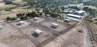 Burdur'da Sahipsiz Hayvanlar İçin Rehabilitasyon ve Bakımevi Açıldı