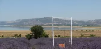 Burdur'da Lavanta Hasadı ve Sanat Günleri Etkinliği Düzenlenecek