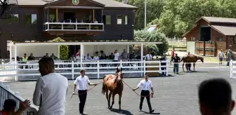 Bursa'da 55 Safkan Arap Tayı 31 Milyon Liraya Satıldı