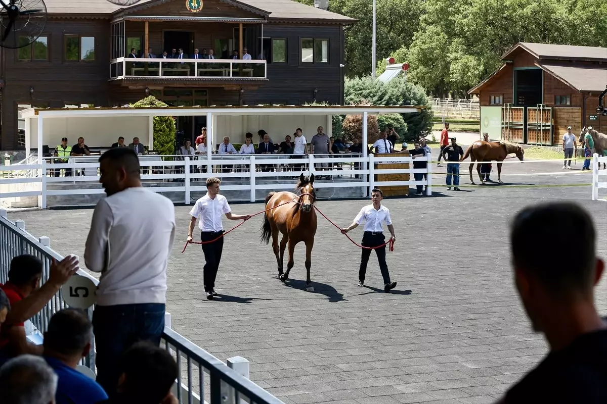 Bursa'da 55 Safkan Arap Tayı 31 Milyon Liraya Satıldı