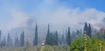 Bursa'da Tarım Alanında Başlayan Yangın Ormana Sıçradı