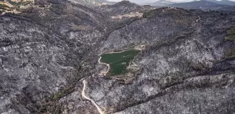 Orman Yangınında Nektarin Bahçesi Hayatta Kaldı