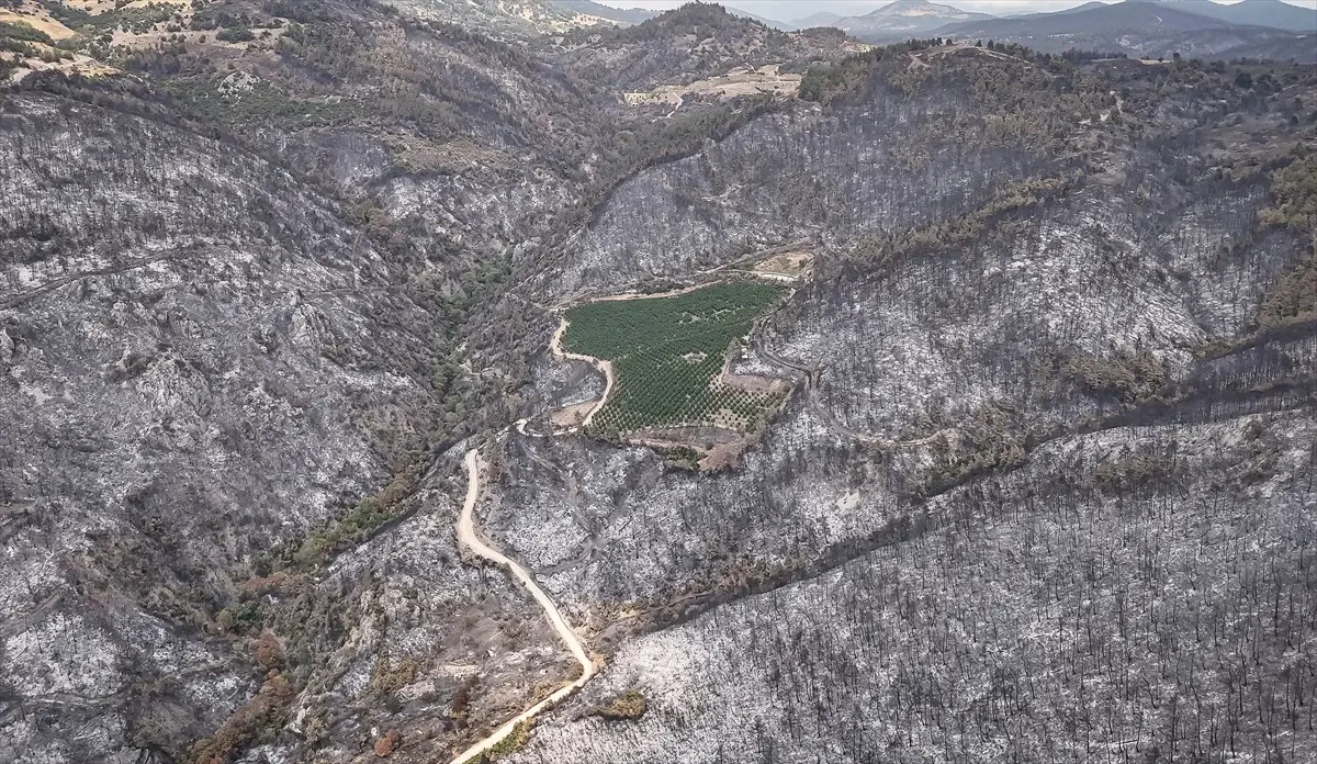 Orman Yangınında Nektarin Bahçesi Hayatta Kaldı
