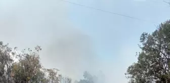 Mudanya'da Zeytinlikte Yangın Çıktı