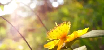 Çam Dağı'nın Doğal Güzellikleri Ve Ekonomik Katkısı
