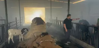 Çanakkale'de Ahır Yangını: Hayvanlar Kurtarıldı