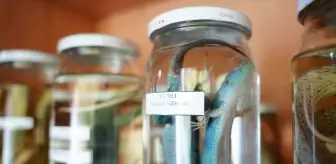 ÇOMÜ'den Zooloji Müzesi ve Herbaryum Projesi