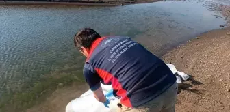 Çanakkale'de 2 Milyon Yavru Sazan Barajlara Bırakıldı