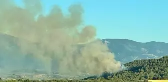 Çanakkale'nin Bayramiç İlçesinde Orman Yangını Söndürüldü