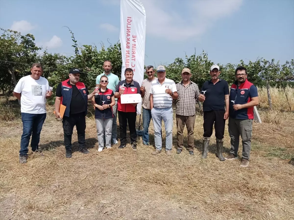 Çanakkale'de Kahverengi Kokarca ile Mücadele İçin Samuray Arıları Salındı