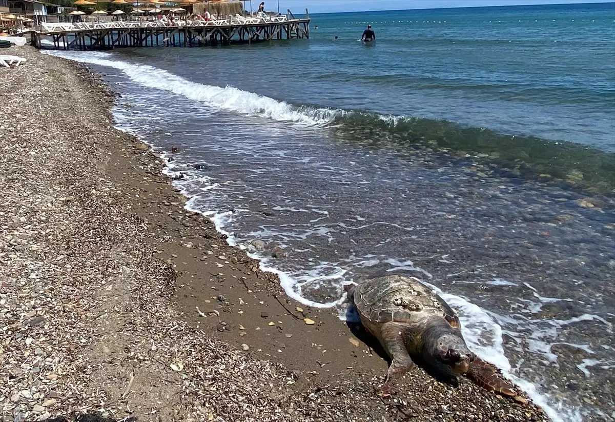 Assos Sahili'nde Ölü Caretta Caretta Bulundu