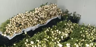 Çanakkale'de Şakayık Üretimi Artıyor