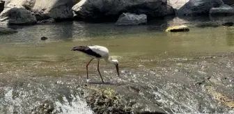 Çanakkale'deki Kocabaş Çayı Leyleklerin Beslenme Alanı Oldu