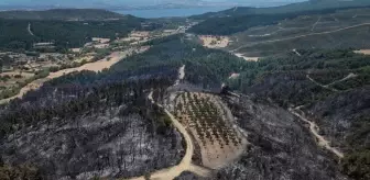 Gelibolu'daki Yangında Bakımlı Zeytinlik Kurtuldu