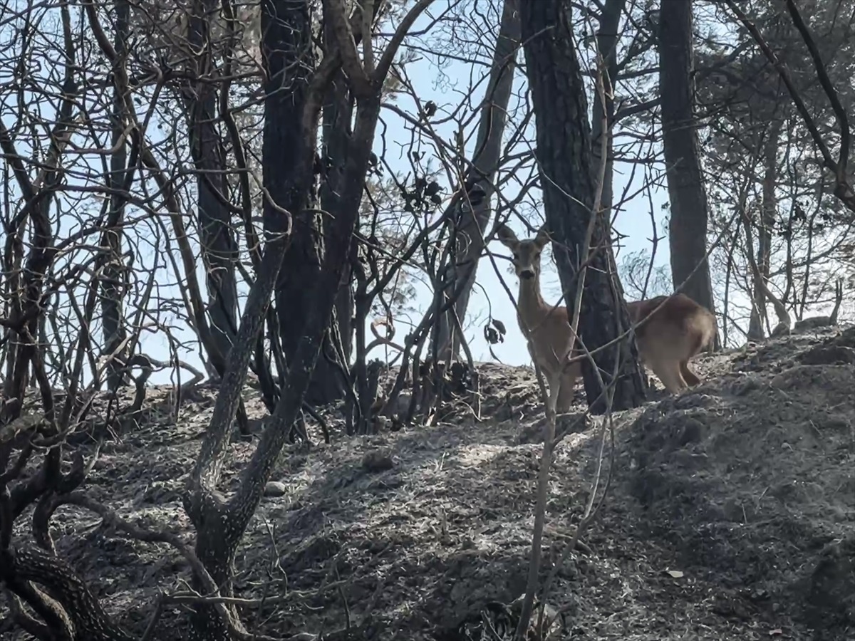 Çanakkale'deki Yangında Kaçan Karaca Görüntülendi