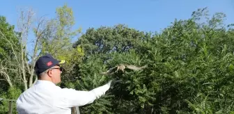 Çanakkale Valisi Kuşları Doğaya Döndürdü