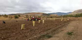 Dodurga'da Patates Hasadı Başladı