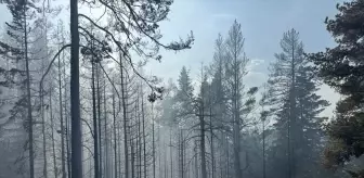 Çankırı'da Orman Yangınına Müdahale Ediliyor