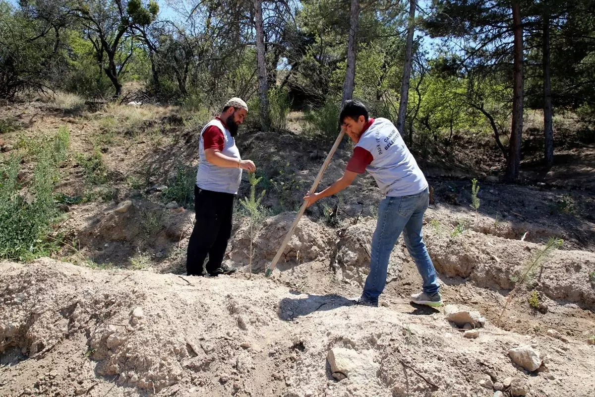 Çankırı Belediyesi'nden Fidan Dikme Projesi