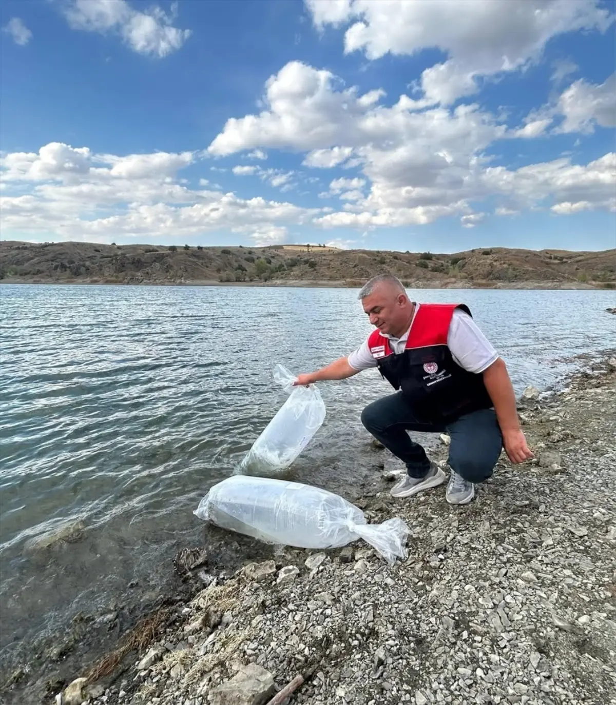 Çankırı'da 11 Gölete 626 Bin Sazan Yavrusu Bırakıldı