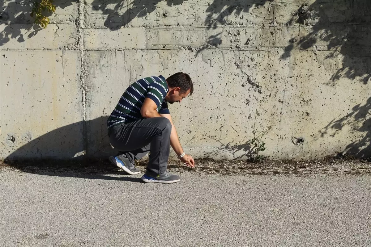 Çankırı'da Okyanus ve Akdeniz İkliminde Yetişen Kara Yosunu Türü Keşfedildi