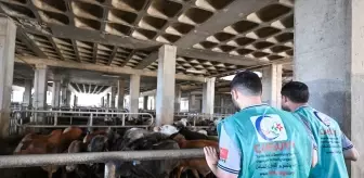 Cansuyu Derneği, Lübnan’da 110 Kurban Kesim Hedefli Çalışmalarını Tamamladı