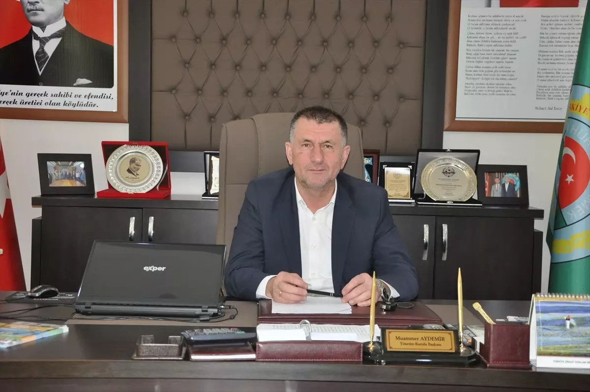 Kivi Üretimi Artıyor, Çarşamba Ziraat Odası Başkanı Bilgi Verdi