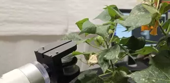 Manisa Üniversitesi'nden Tarımsal Ürünler için Yumuşak Robot Tasarımı