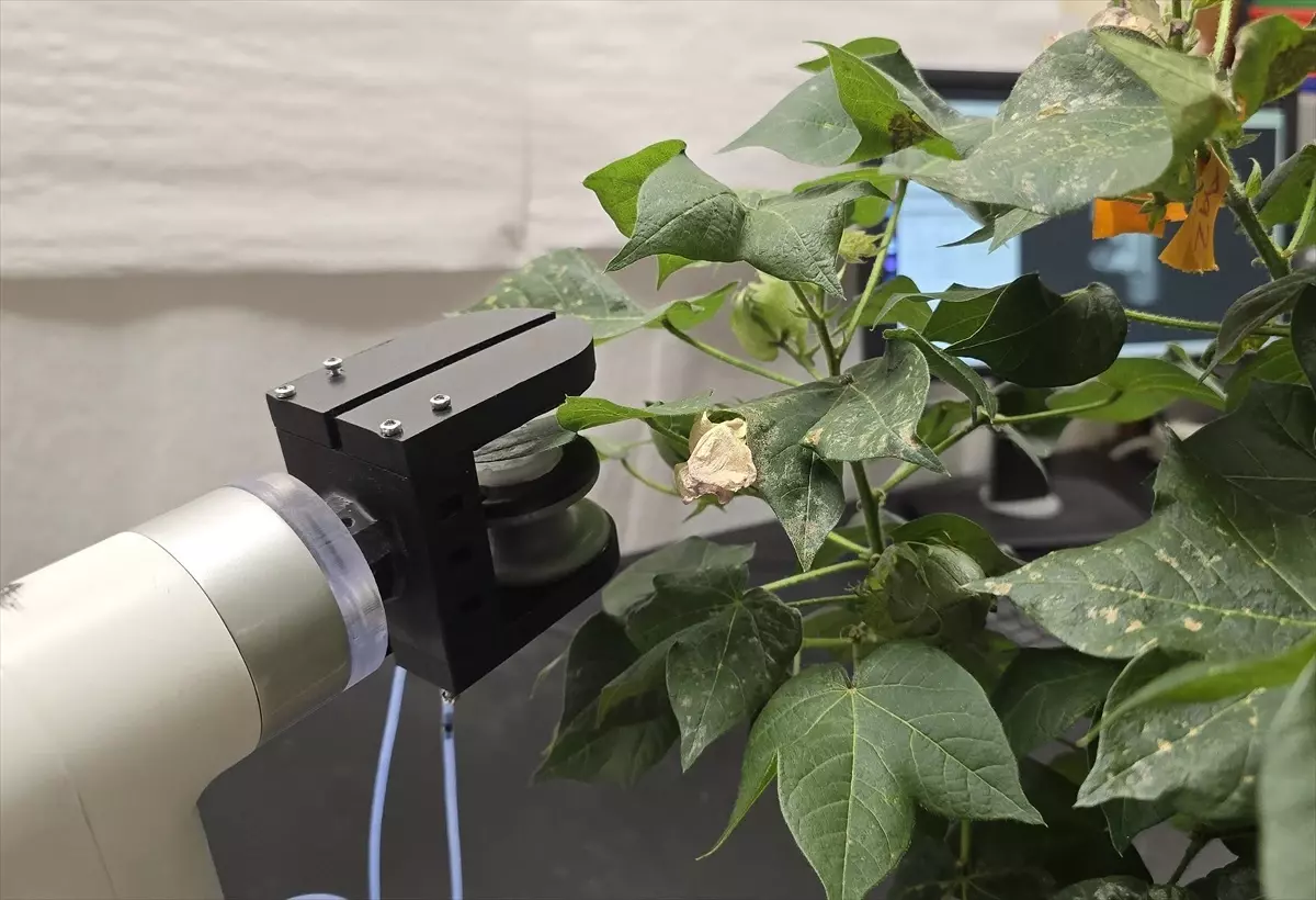 Manisa Üniversitesi'nden Tarımsal Ürünler için Yumuşak Robot Tasarımı