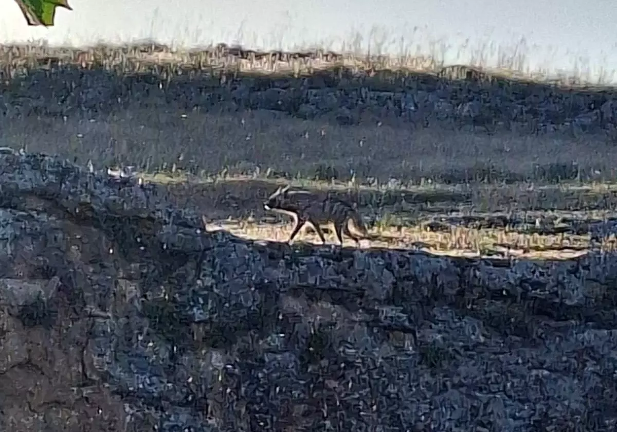 Adıyaman'da Çizgili Sırtlan Görüntülendi