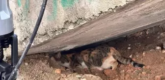 Cizre'de Sıkışan Kedi Yavrusu İtfaiye Ekipleri Tarafından Kurtarıldı
