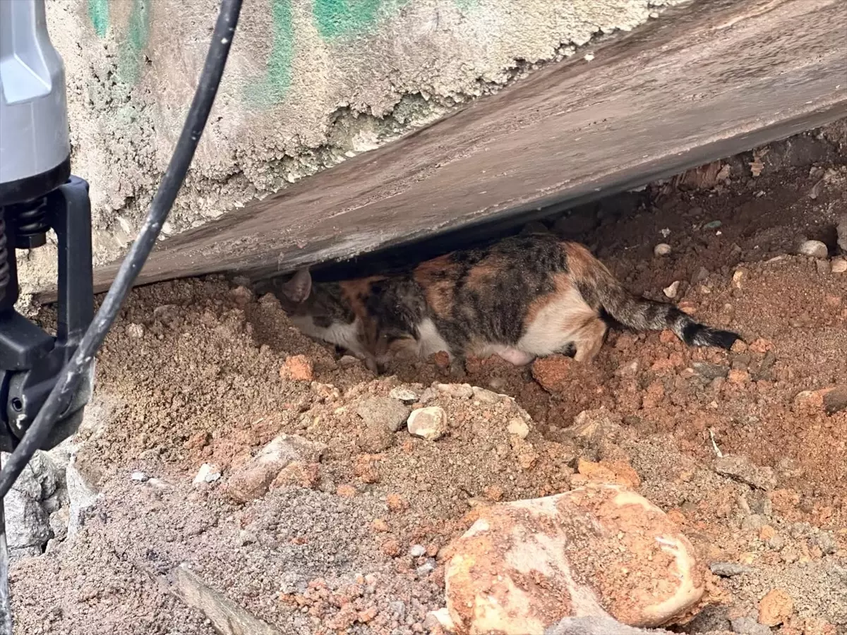 Cizre'de Sıkışan Kedi Yavrusu İtfaiye Ekipleri Tarafından Kurtarıldı