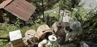 Ayder Yaylası'ndan Coğrafi İşaretli Bal Hasadı Başladı