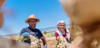 Taşköprü Sarımsağında Hasat Dönemi Başladı