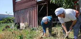 Muğla'da Coğrafi İşaretli Ula Sarımsağı Hasadı Başladı