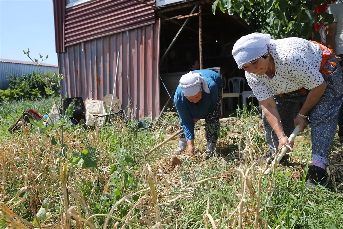 Muğla'da Coğrafi İşaretli Ula Sarımsağı Hasadı Başladı