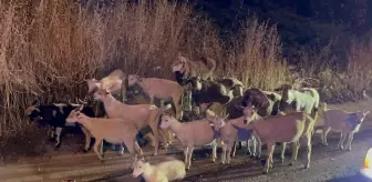 Kaybolan Keçiler Yol Kenarında Bulundu