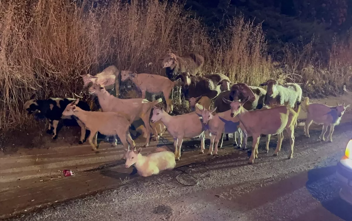 Kaybolan Keçiler Yol Kenarında Bulundu