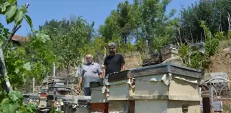 Çorum'da Ayıların Arı Kovanlarına Saldırısı Üreticileri Tedirgin Ediyor
