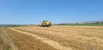Bayat'ta Arpa Hasadı Başladı