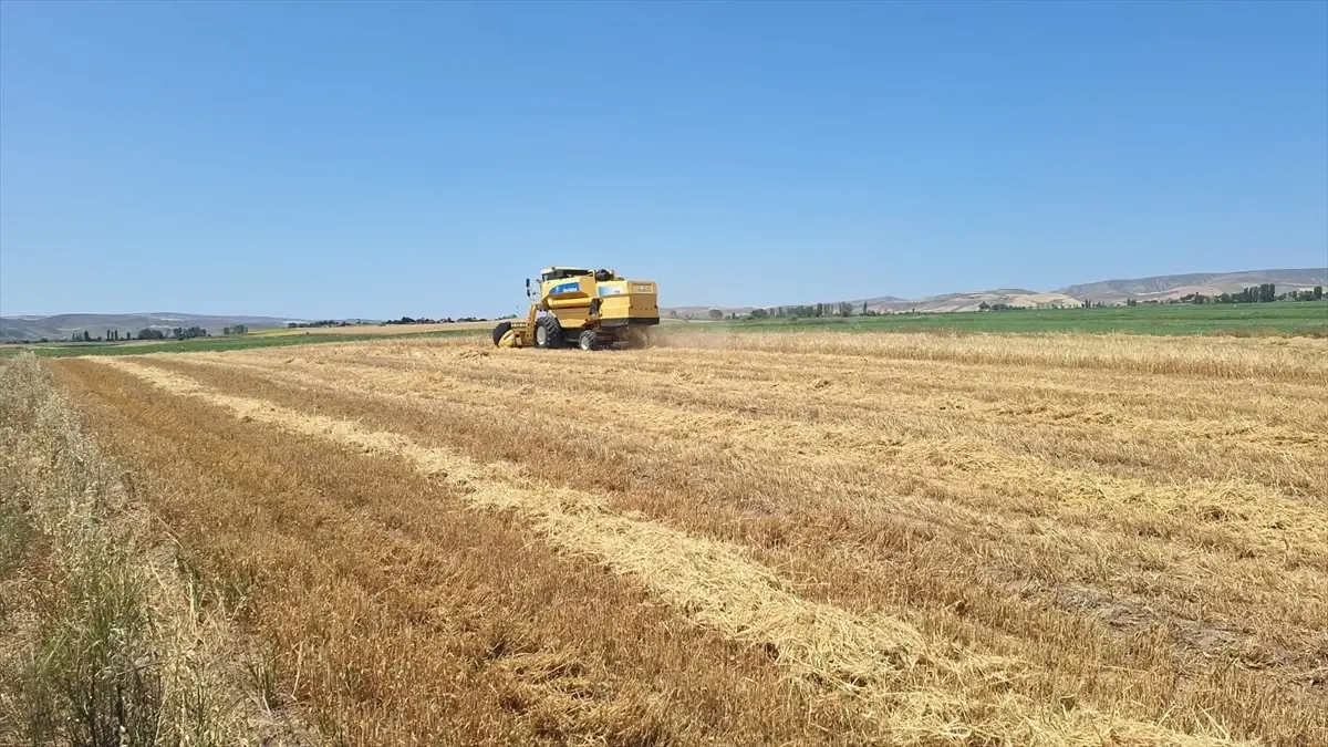 Bayat'ta Arpa Hasadı Başladı