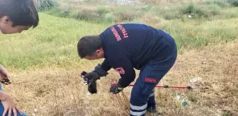 Yavru Kedi Ağaçtan İtfaiye Ekipleri Tarafından Kurtarıldı